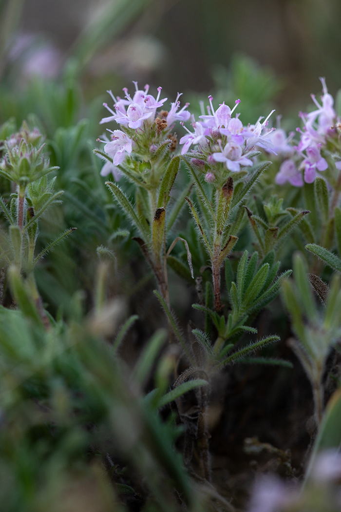 Изображение особи род Thymus.