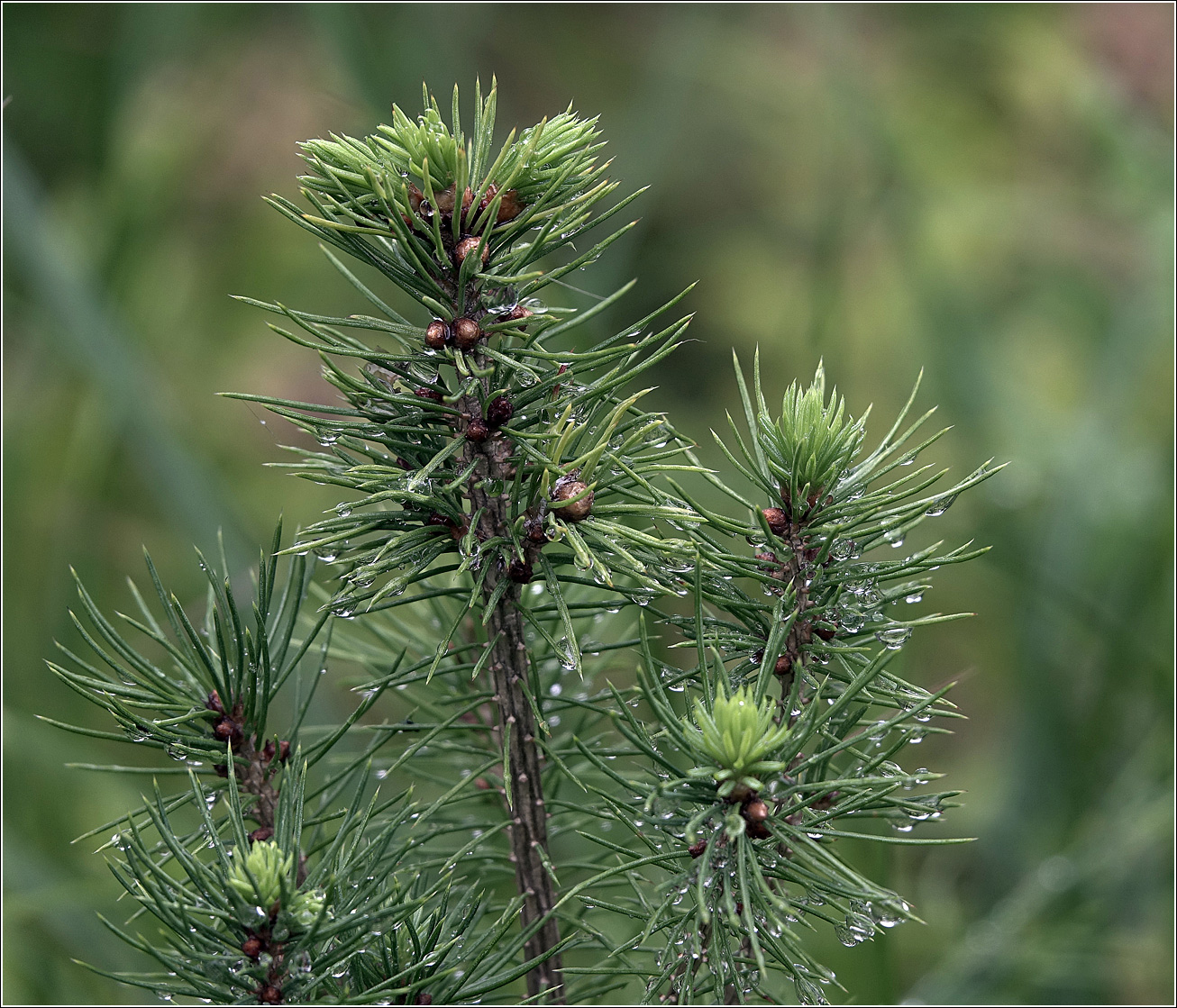 Image of Picea glauca specimen.