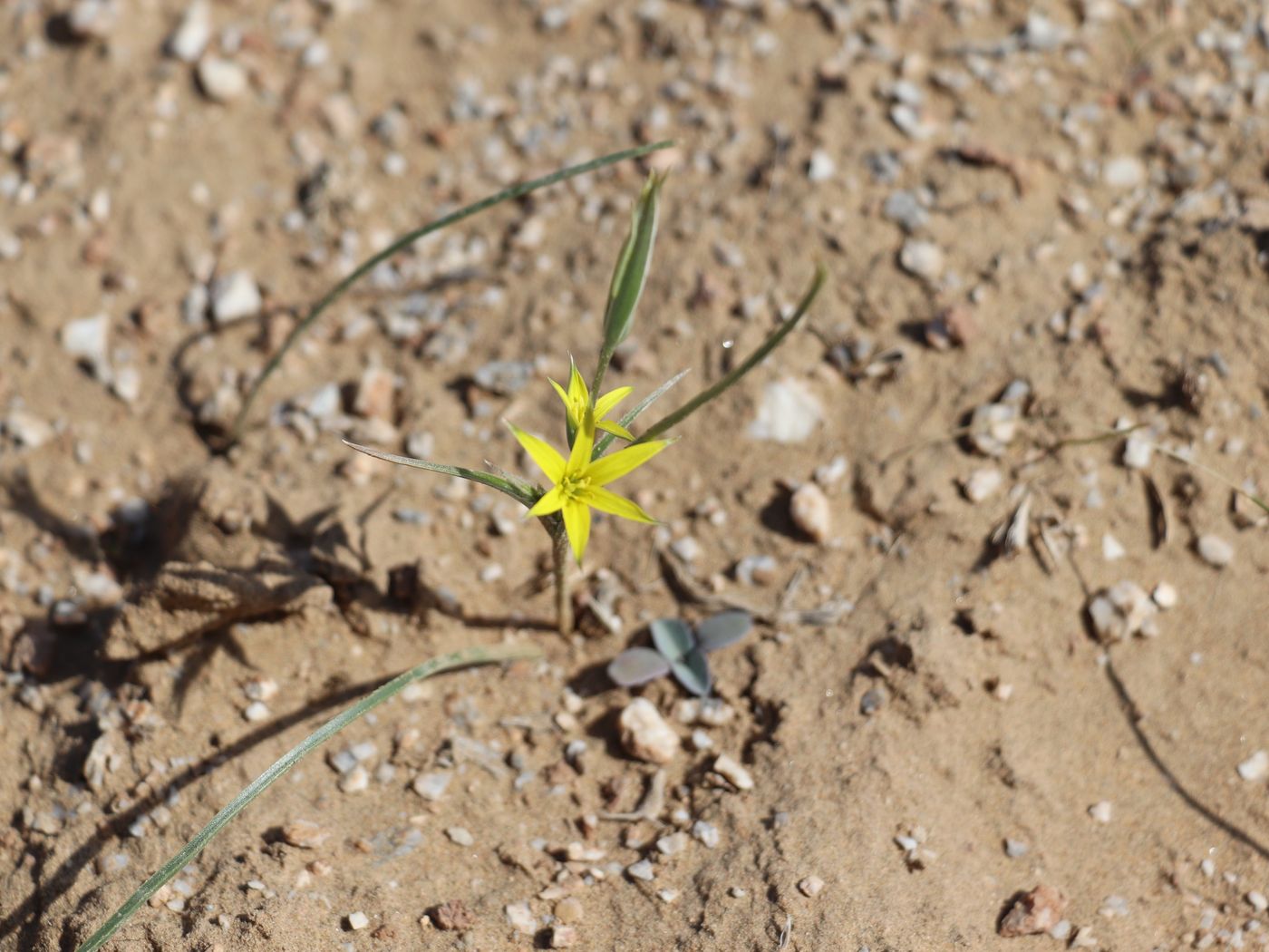 Image of Gagea bergii specimen.