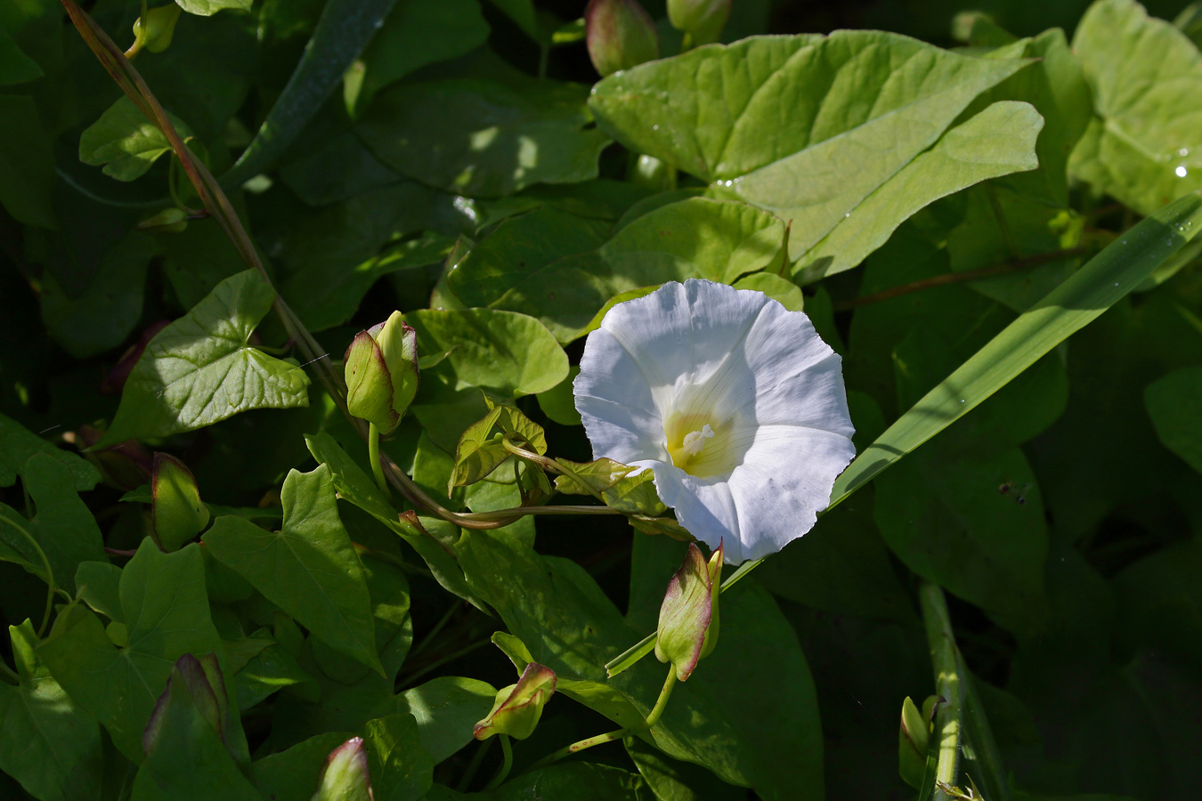 Image of Calystegia sepium specimen.