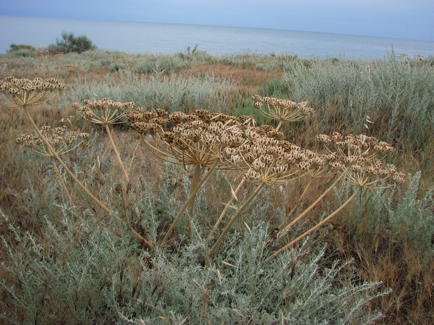 Изображение особи Zosima absinthifolia.