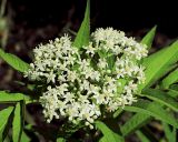 Sambucus ebulus. Верхушечное соцветие. Краснодарский край, г. Адлер, парк \"Южные культуры\", берег сточного канала. 28.07.2021.