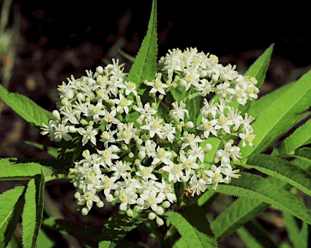 Изображение особи Sambucus ebulus.