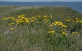 Senecio vernalis