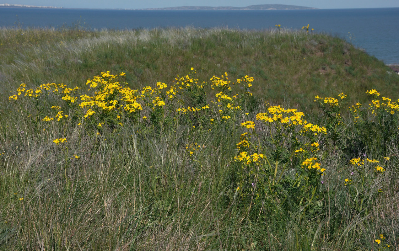 Изображение особи Senecio vernalis.