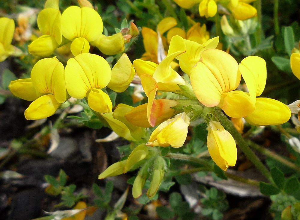 Image of Lotus dvinensis specimen.