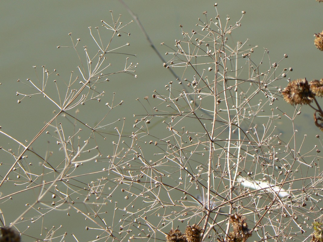Image of Alisma orientale specimen.