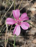 Althaea cannabina