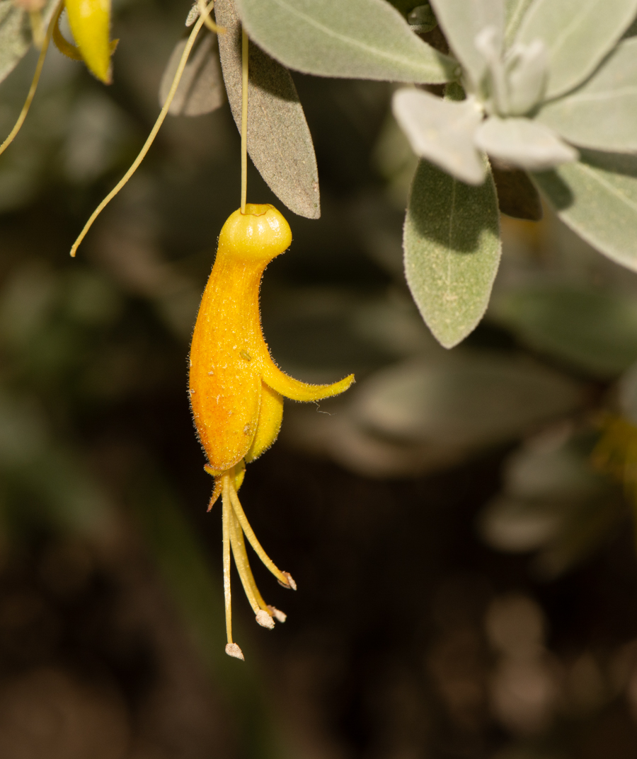 Image of Eremophila glabra specimen.