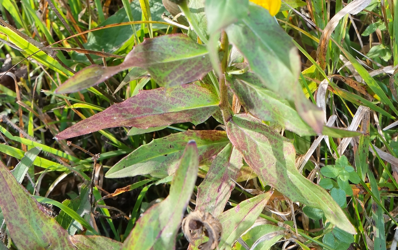 Image of genus Hieracium specimen.