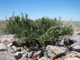 Salsola arbusculiformis. Бутонизирующее растение. Южный Казахстан, Сырдарьинский Каратау, Юго-Восточный Каратау, горы Улькен-Актау, правая кромка каньона р. Шабакты, щебнисто-каменистое плато. 22 мая 2021 г.