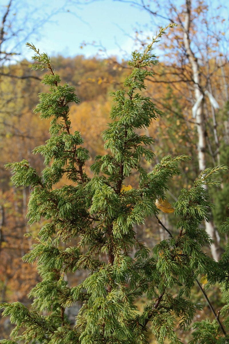 Изображение особи Juniperus niemannii.