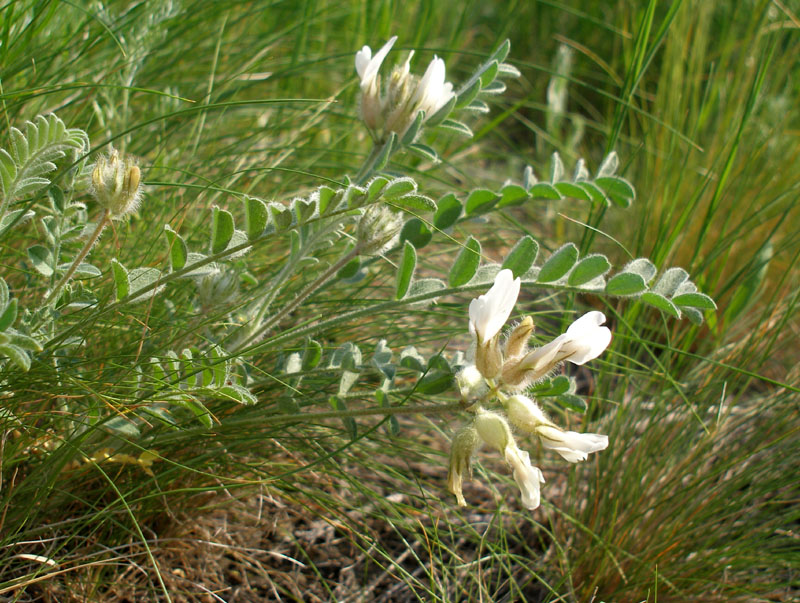 Изображение особи Astragalus sareptanus.