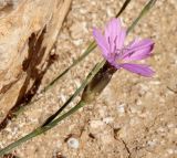 Dianthus strictus. Верхушка цветущего растения. Израиль, окр. г. Арад, опустыненная фригана на каменистом склоне в ложбинке стока. 01.02.2022.