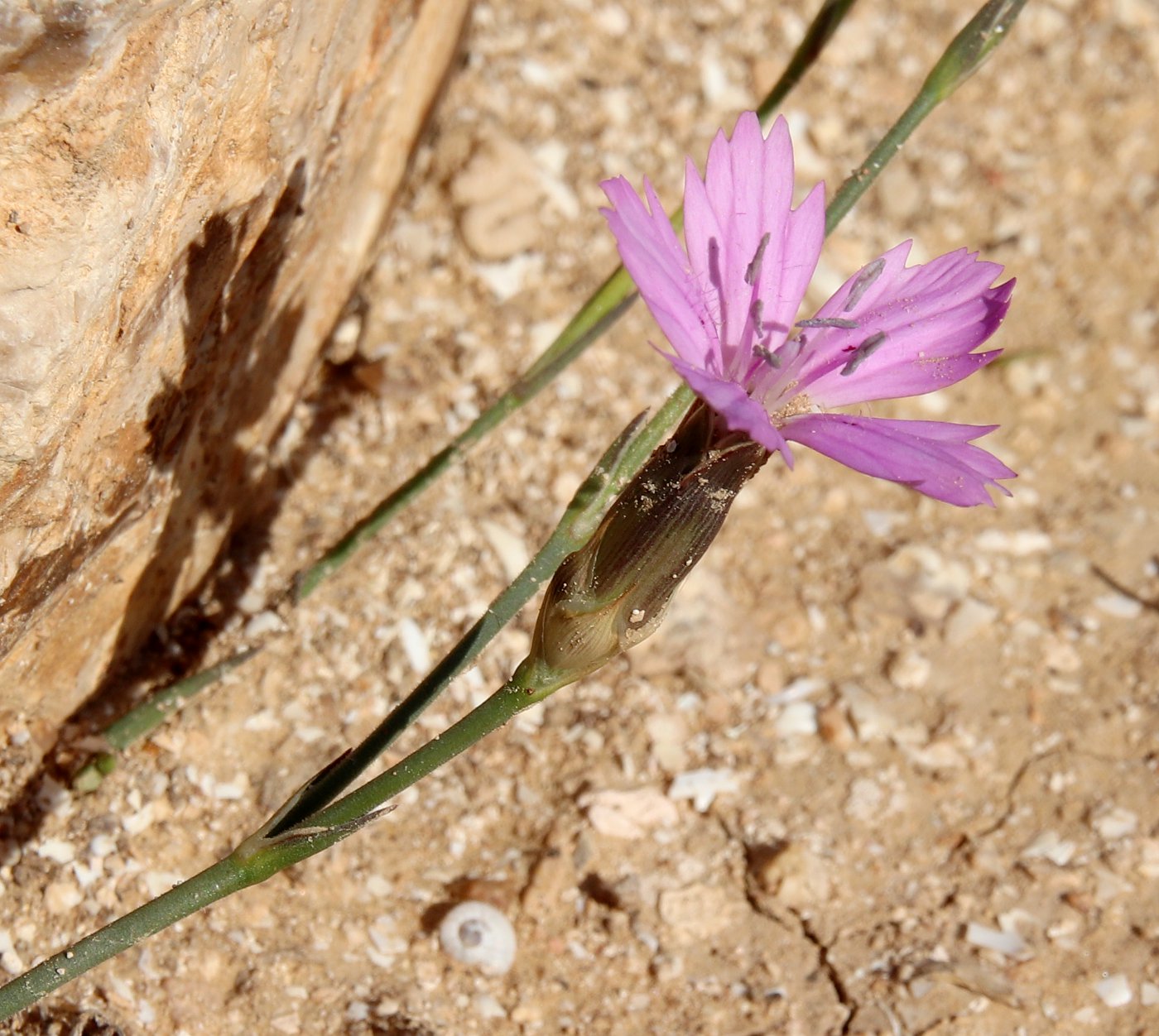 Изображение особи Dianthus strictus.