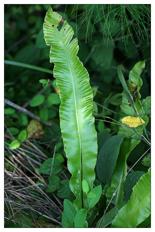 Изображение особи Phyllitis scolopendrium.
