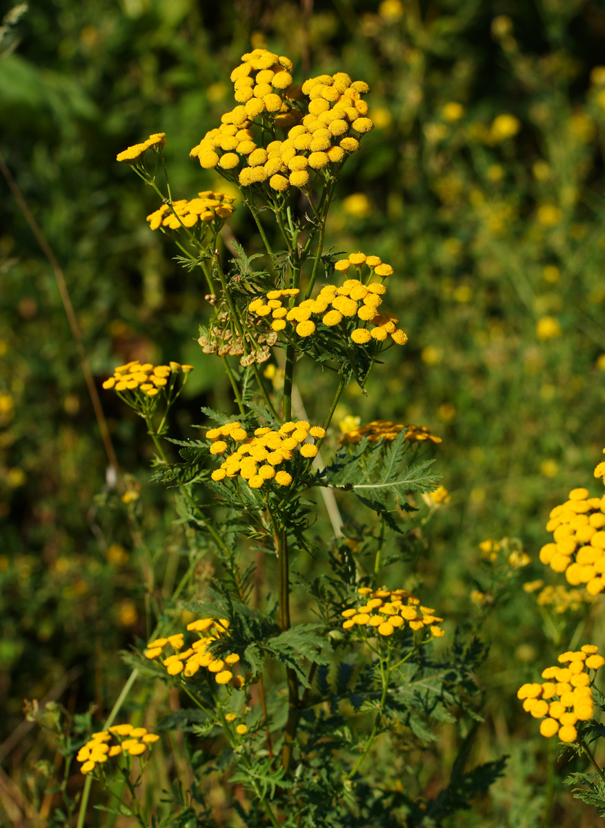 Image of Tanacetum vulgare specimen.