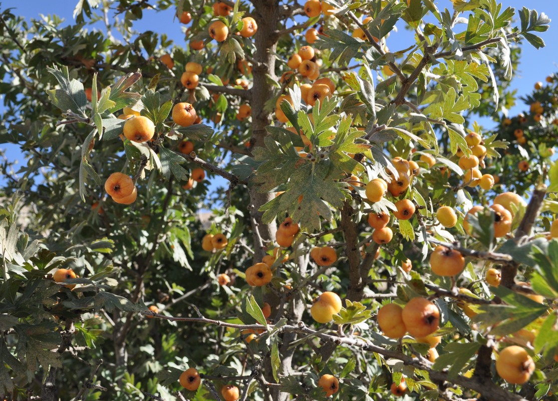 Изображение особи Crataegus orientalis.