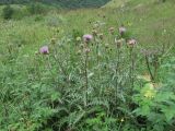 Cirsium balkharicum