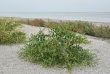 Zygophyllum fabago. Плодоносящее растение. Крым, Арабатская стрелка, ракушечный береговой вал. 7 августа 2021 г.
