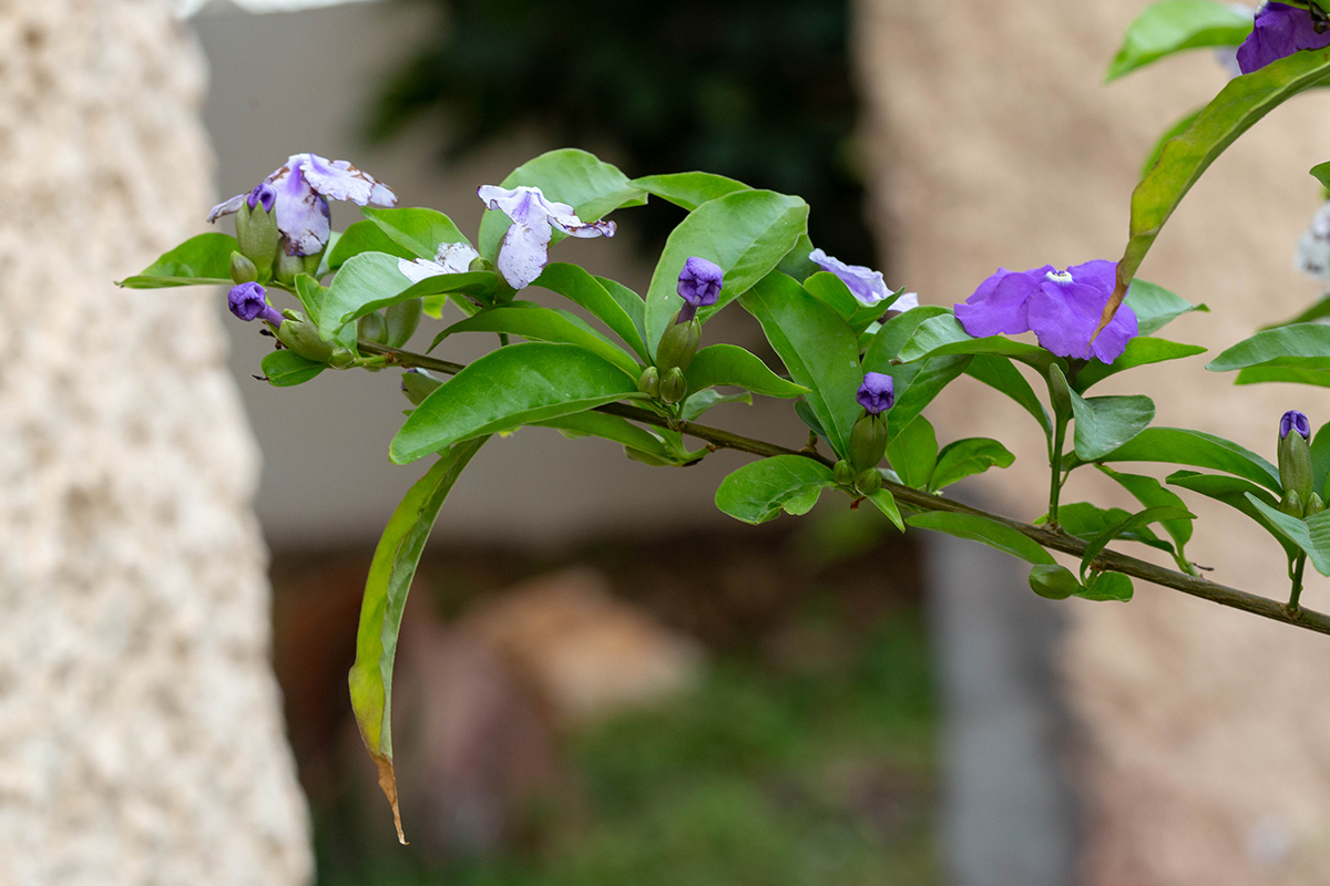 Image of Brunfelsia pauciflora specimen.