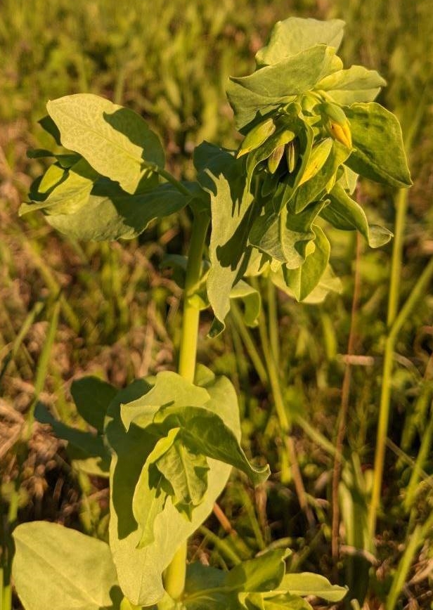 Изображение особи Cerinthe minor.