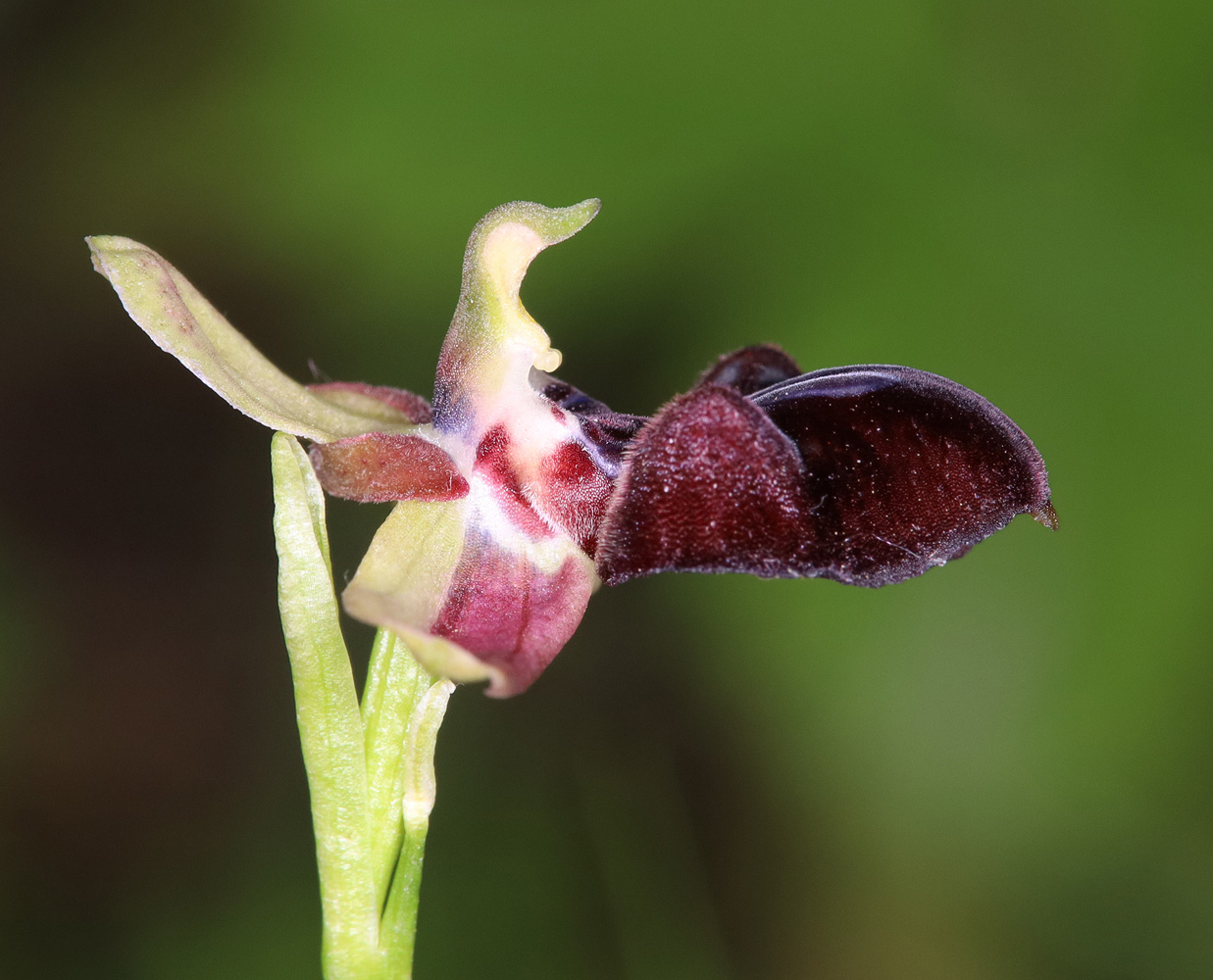 Image of Ophrys mammosa specimen.