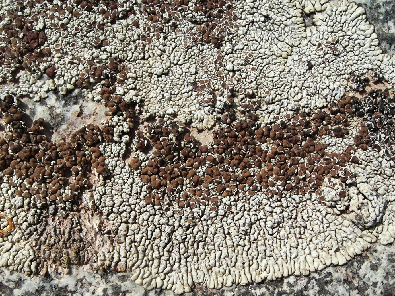 Изображение особи Lecanora garovaglii.