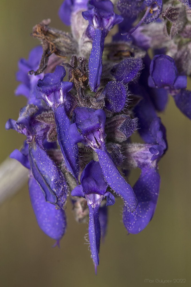 Image of Salvia nutans specimen.