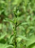 Solidago virgaurea