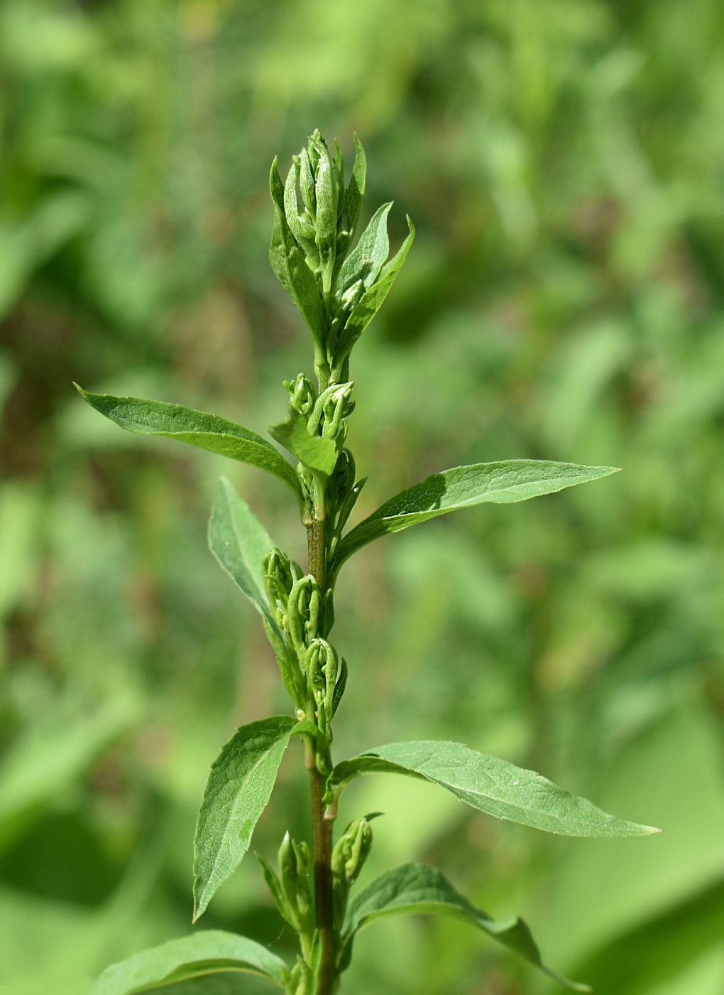 Изображение особи Solidago virgaurea.