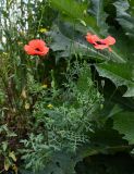 genus Papaver. Цветущие растения (рядом растёт Onopordum). Армения, обл. Лори, окр. с. Лори Берд, крепость Лори Берд, ≈ 1300 м н.у.м., полуразрушенный участок крепостной стены. 24.06.2022.