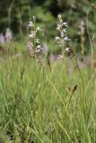 Dactylorhiza iberica. Соцветия. Горный Крым, Главная гряда, ручей Суат, влажная луговина. 15.07.2022.