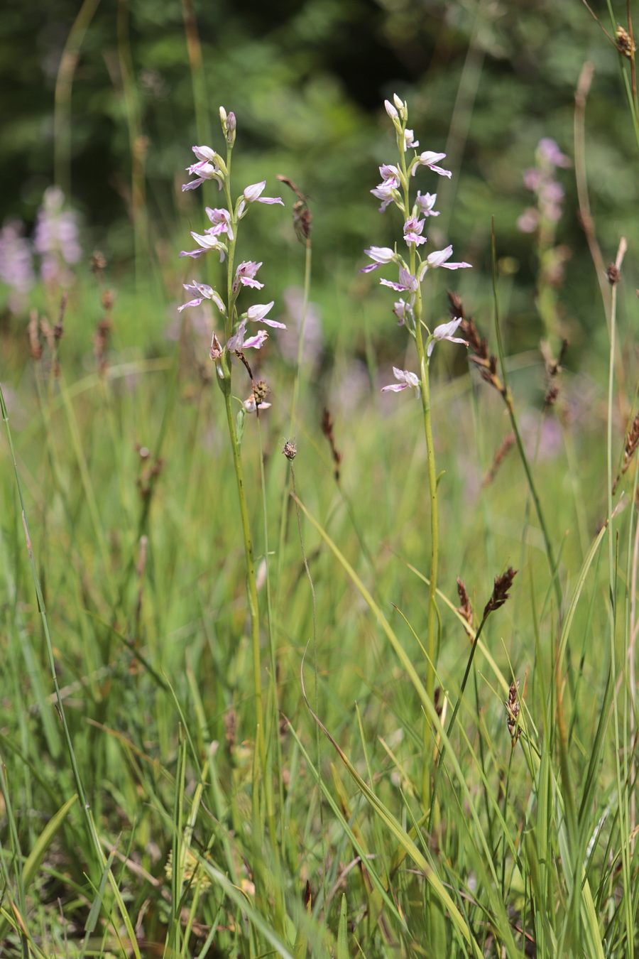 Image of Dactylorhiza iberica specimen.