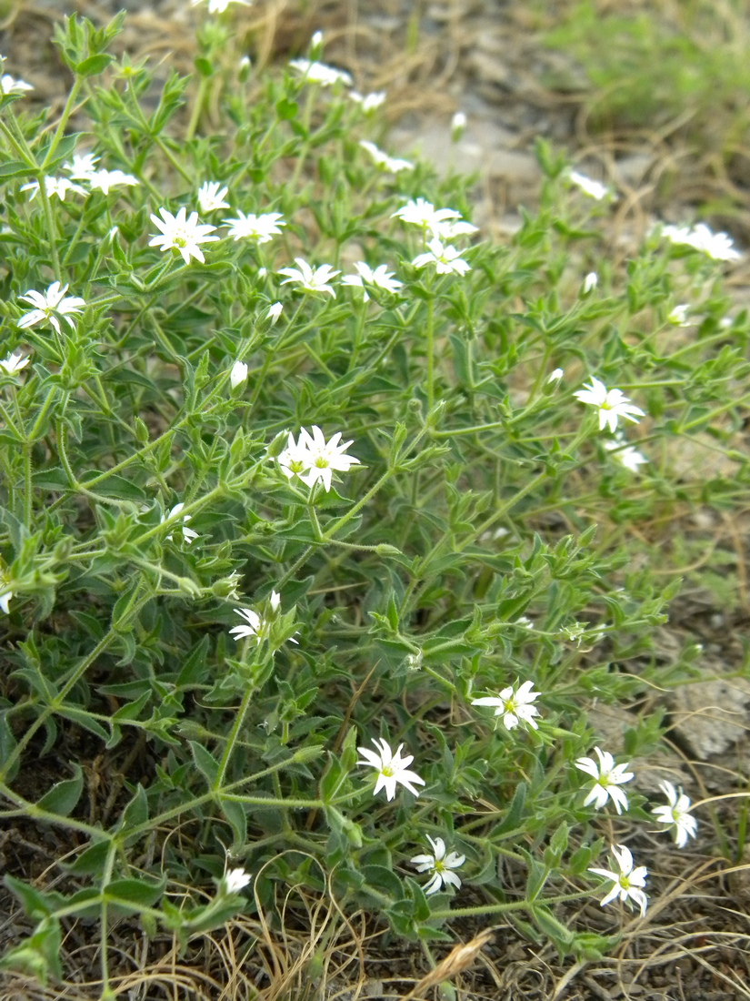 Изображение особи Stellaria dichotoma.