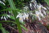 Arthropodium cirratum