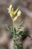 Astragalus albicaulis