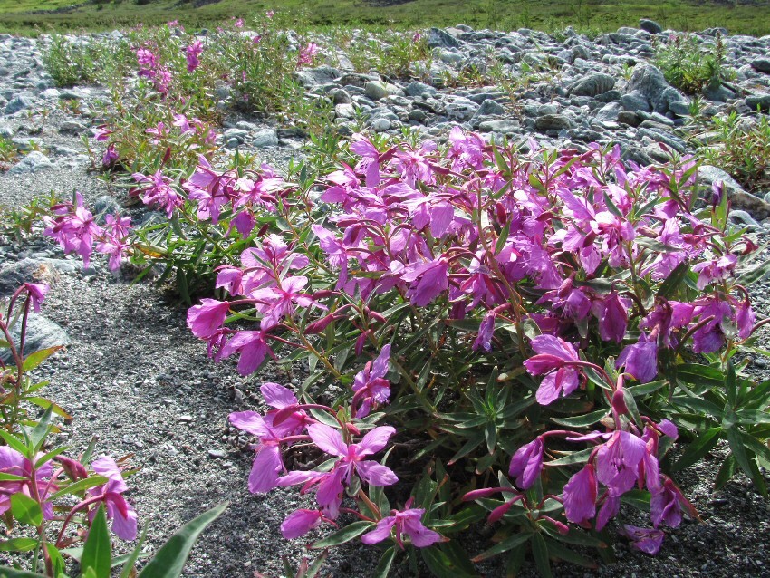 Image of Chamaenerion latifolium specimen.