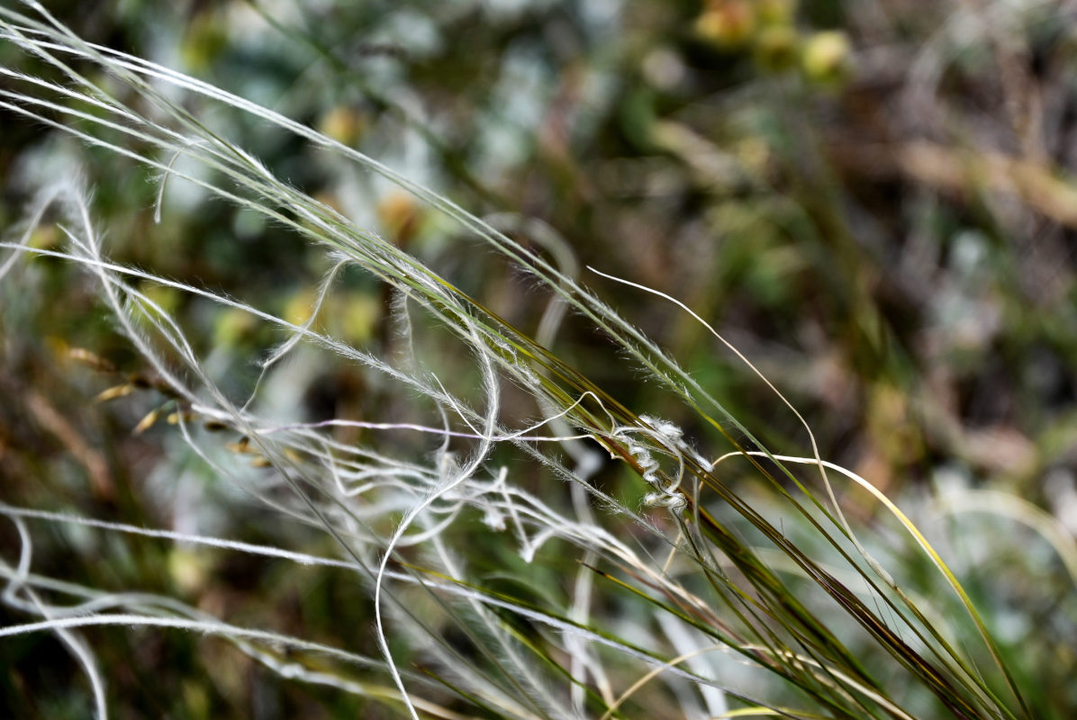 Изображение особи род Stipa.