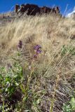 Nepeta grandiflora