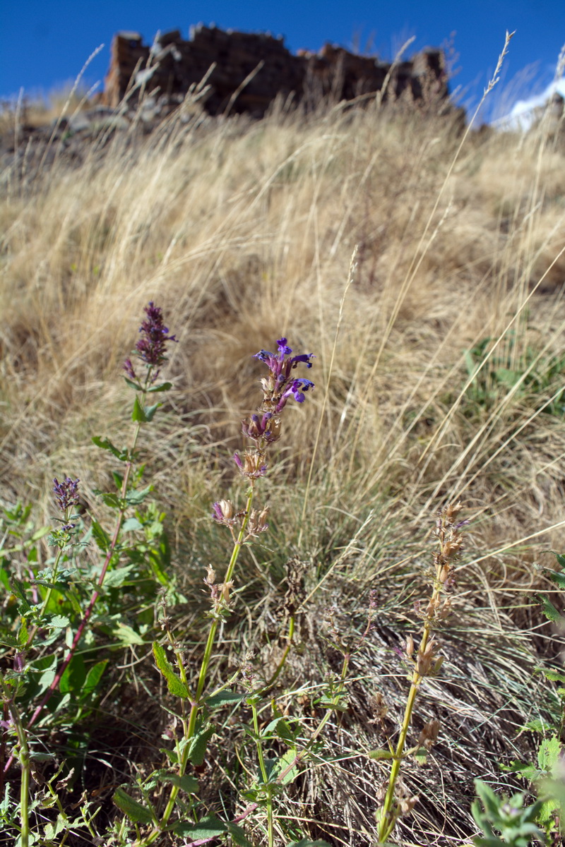 Image of Nepeta grandiflora specimen.