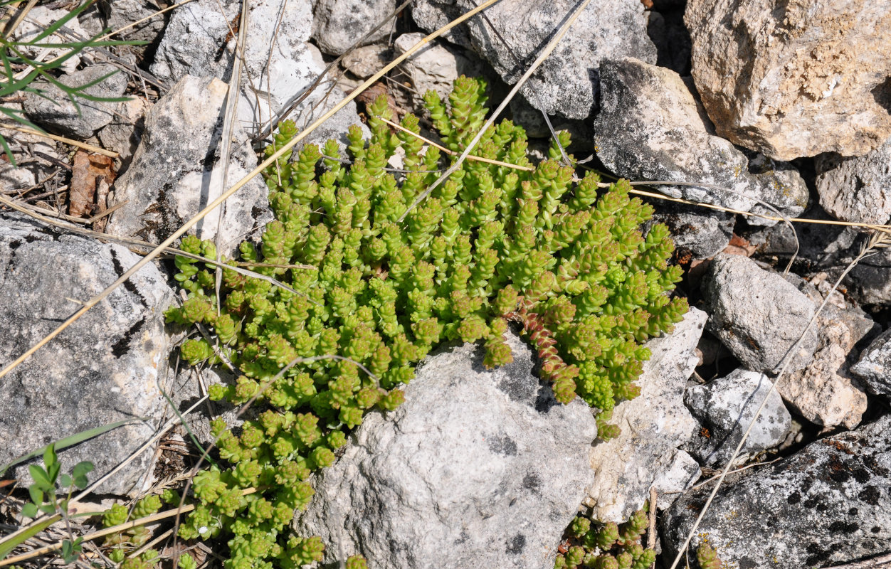 Image of Sedum acre specimen.