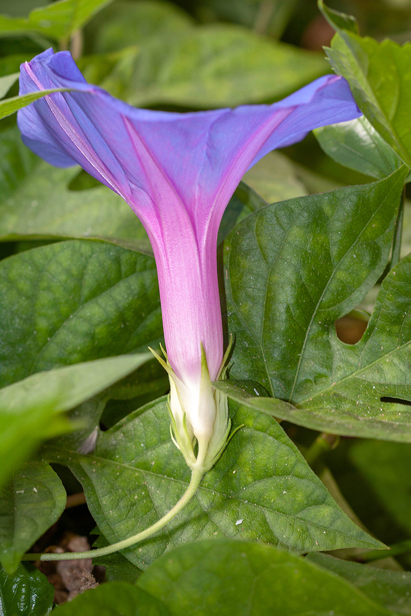 Изображение особи Ipomoea indica.