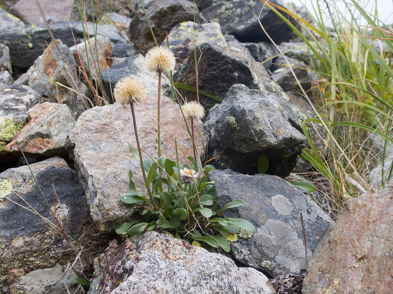 Изображение особи Erigeron uniflorus.