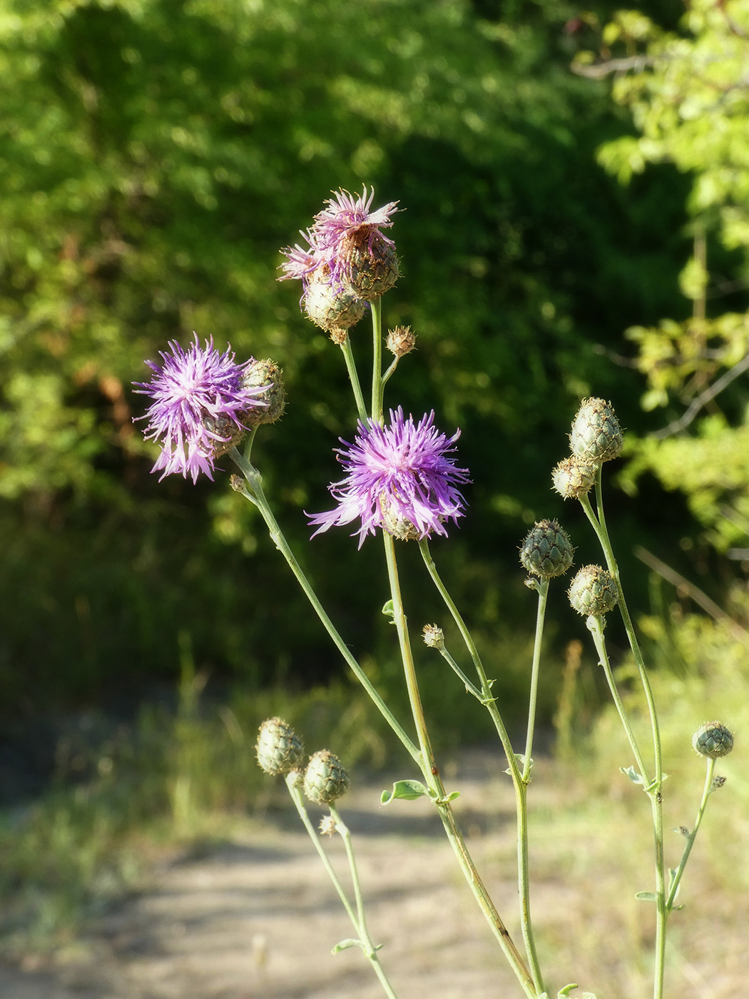 Image of Centaurea scabiosa specimen.