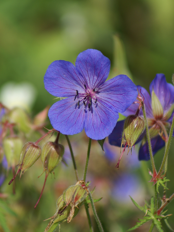 Изображение особи Geranium ruprechtii.