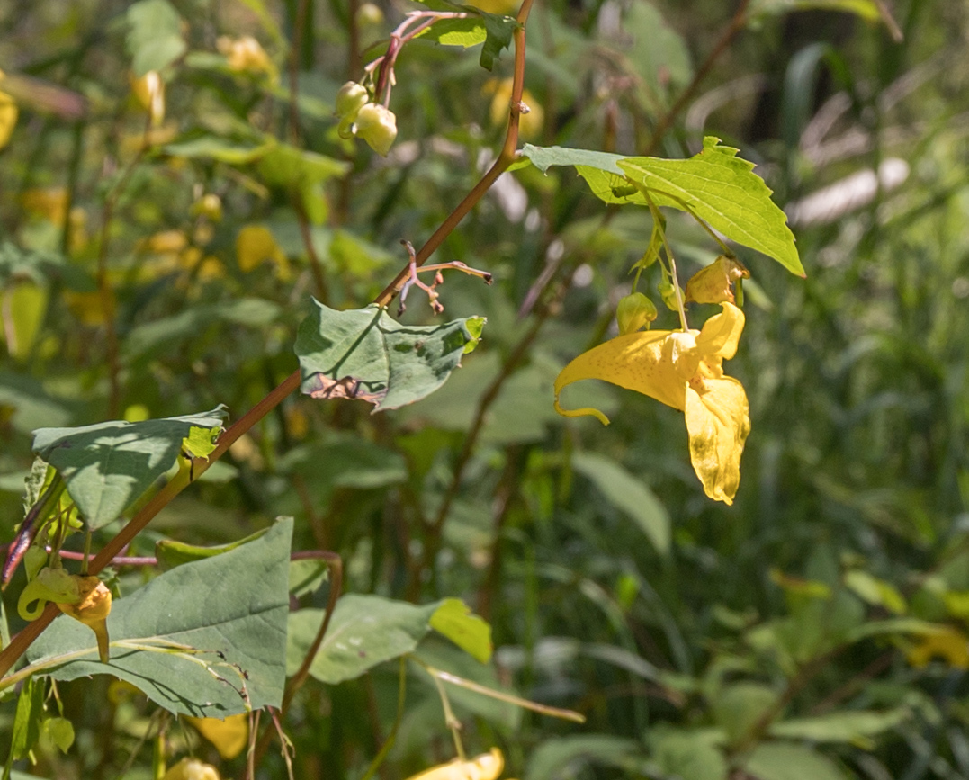 Image of Impatiens noli-tangere specimen.