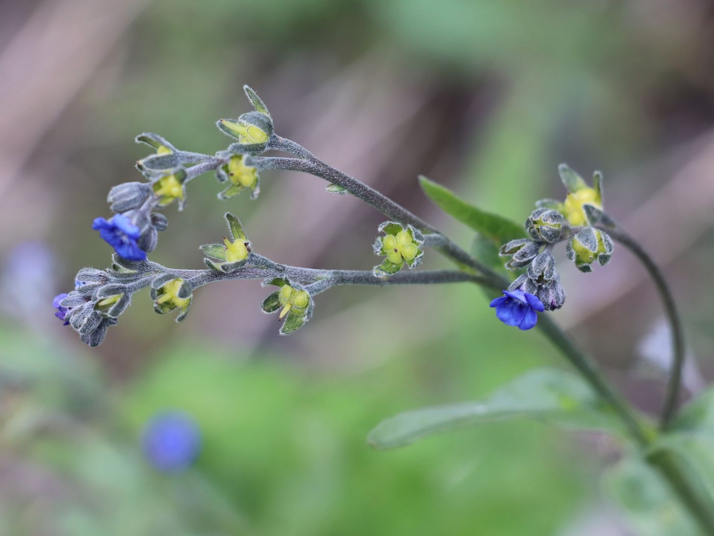 Image of Cynoglossum capusii specimen.