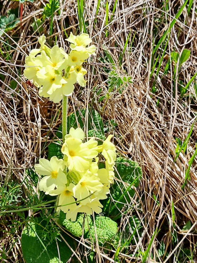 Image of Primula ruprechtii specimen.