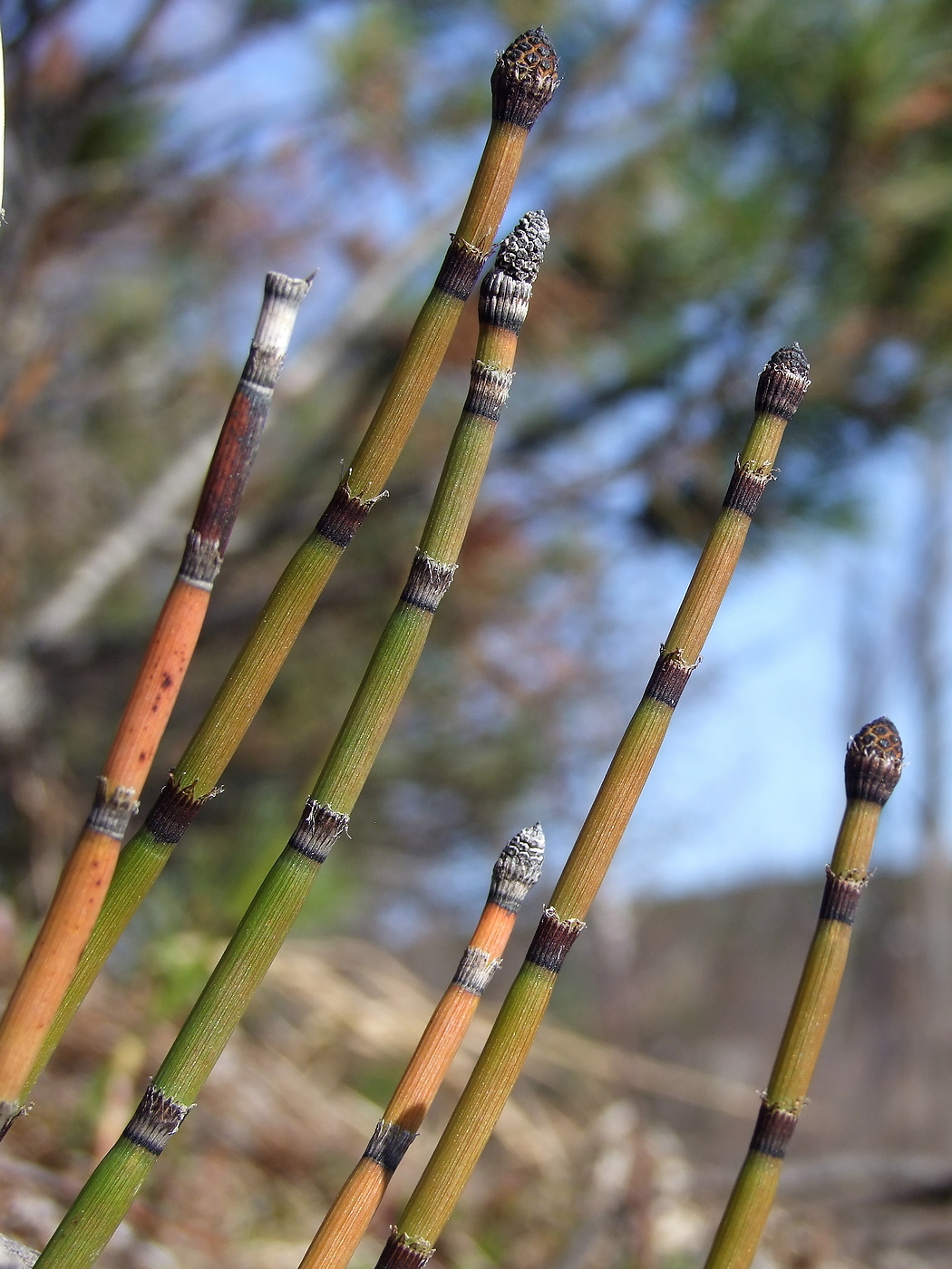 Изображение особи Equisetum hyemale.